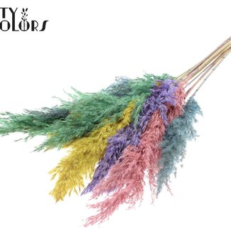 QC Dried Pampas Plumes | Pastel Prism | Colour: Mixed Colours | Pampas Dried Flowers | Length ± 70 centimetres | 10 plumes per bunch | Per bunch