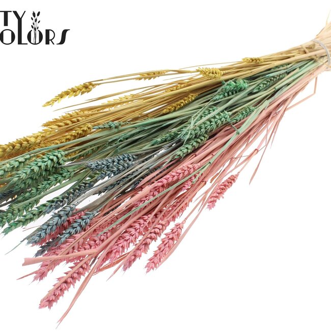 Sun-Bleached Wheat | Pastel Prism | Colour: Mixed Colours | Triticum Dried Flowers | Length ± 60 centimetres | Weight 220 grams | Per bunch