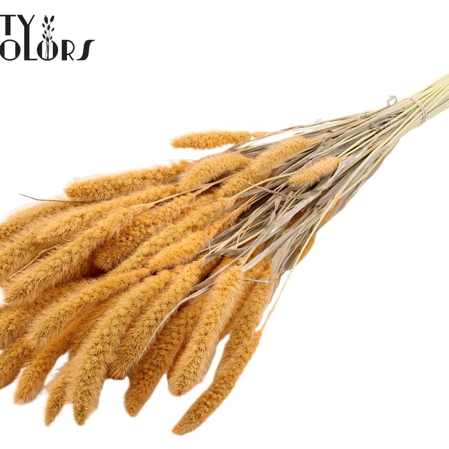 Dried Setaria | Colour: Intense Salmon | Setaria dried flowers | Length ± 70 centimetres | Weight 210 grams | Per bunch