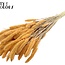 Gedroogde Setaria | Kleur: Intens Zalmkleurig | Setarea droogbloemen | Lengte ± 70 centimeter | Gewicht 210 gram | Per bos