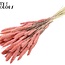 Dried Setaria | Colour: Intense Pink | Setaria dried flowers | Length ± 70 centimetres | Weight 210 grams | Per bunch