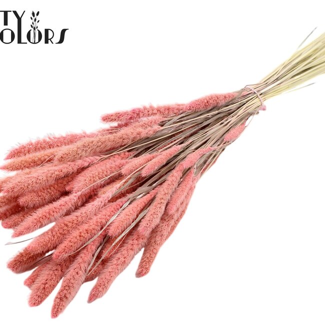 Dried Setaria | Colour: Intense Pink | Setaria dried flowers | Length ± 70 centimetres | Weight 210 grams | Per bunch