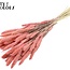 Setaria séchée | Couleur : Rose intense | Fleurs séchées Setaria | Longueur ± 70 centimètres | Poids 210 grammes | Par bouquet