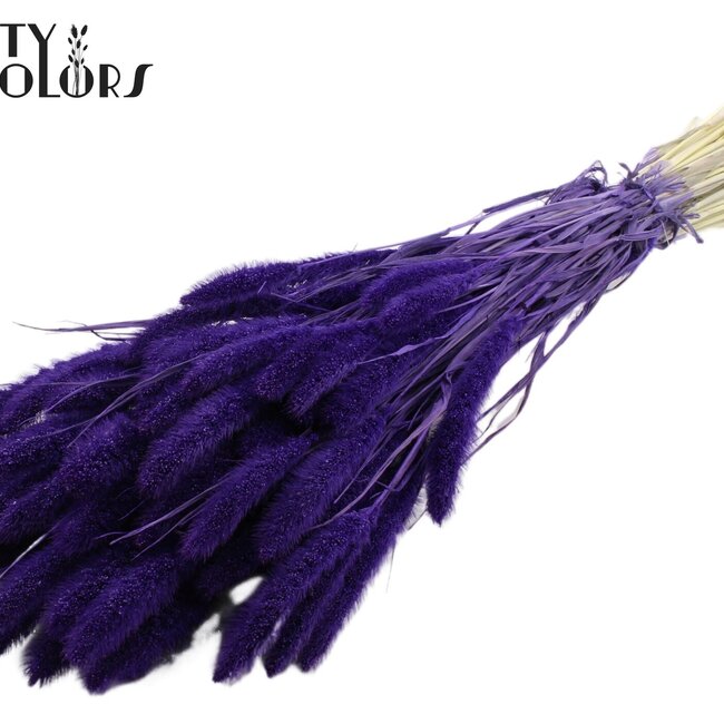 Dried Setaria | Colour: Intense Purple | Setaria dried flowers | Length ± 70 centimetres | Weight 210 grams | Per bunch