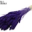 Setaria séchée | Couleur : Violet Intense | Fleurs séchées Setaria | Longueur ± 70 centimètres | Poids 210 grammes | Par bouquet