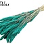 Gedroogde Setaria | Kleur: Intens Turquoise | Setarea droogbloemen | Lengte ± 70 centimeter | Gewicht 210 gram | Per bos