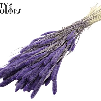 QC Getrocknete Setaria | Farbe: Intensives Milka Lila | Setaria Trockenblumen | Länge ± 70 Zentimeter | Gewicht 210 Gramm | Pro Bund