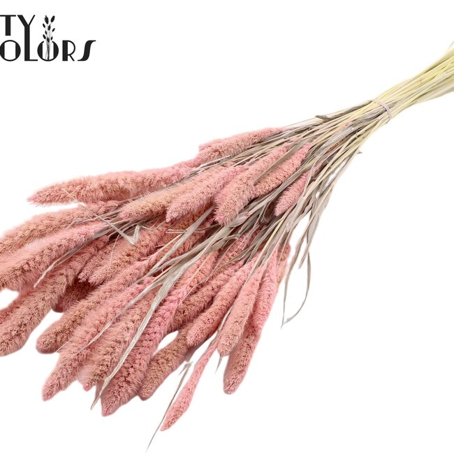 Gedroogde Setaria | Kleur: Intens Frosted Roze | Setarea droogbloemen | Lengte ± 70 centimeter | Gewicht 210 gram | Per bos