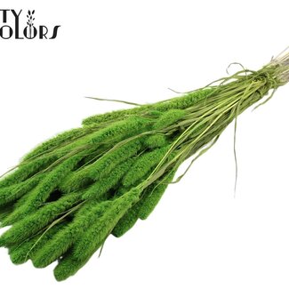 QC Getrocknete Setaria | Farbe: Intensiv Grün | Setaria Trockenblumen | Länge ± 70 Zentimeter | Gewicht 210 Gramm | Pro Bund