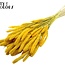 Dried Setaria | Colour: Intense Yellow | Setaria dried flowers | Length ± 70 centimetres | Weight 210 grams | Per bunch