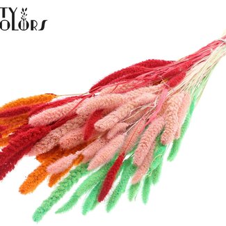 QC Setaria séchée | Sorbet Fluo | Couleur : Couleurs Mélangées | Fleurs séchées Setaria | Longueur ± 70 centimètres | Poids 210 grammes | Par bouquet