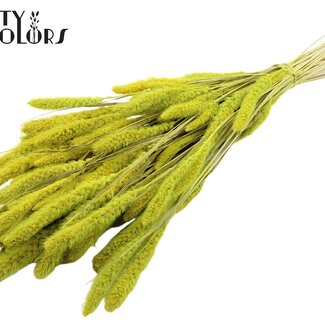 QC Gedroogde Setaria | Kleur: Intens Mintgroen | Setarea droogbloemen | Lengte ± 70 centimeter | Gewicht 210 gram | Per bos