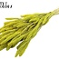 Gedroogde Setaria | Kleur: Intens Mintgroen | Setarea droogbloemen | Lengte ± 70 centimeter | Gewicht 210 gram | Per bos