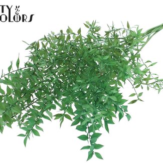 QC Dried Ruscus | Colour: Light Green | Ruscus Dried Flowers | Length ± 70 centimetres | 10 stems per bunch | Per bunch