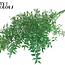 Gedroogde Ruscus | Kleur: Lichtgroen | Ruscus Droogbloemen | Lengte ± 70 centimeter | 10 takken per bos | Per bos