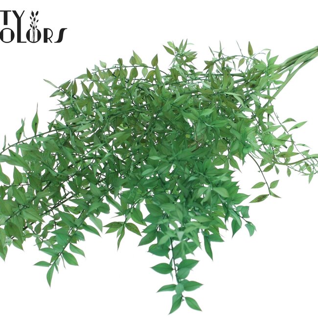 Gedroogde Ruscus | Kleur: Lichtgroen | Ruscus Droogbloemen | Lengte ± 70 centimeter | 10 takken per bos | Per bos