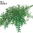 Dried Ruscus | Colour: Light Green | Ruscus Dried Flowers | Length ± 70 centimetres | 10 stems per bunch | Per bunch