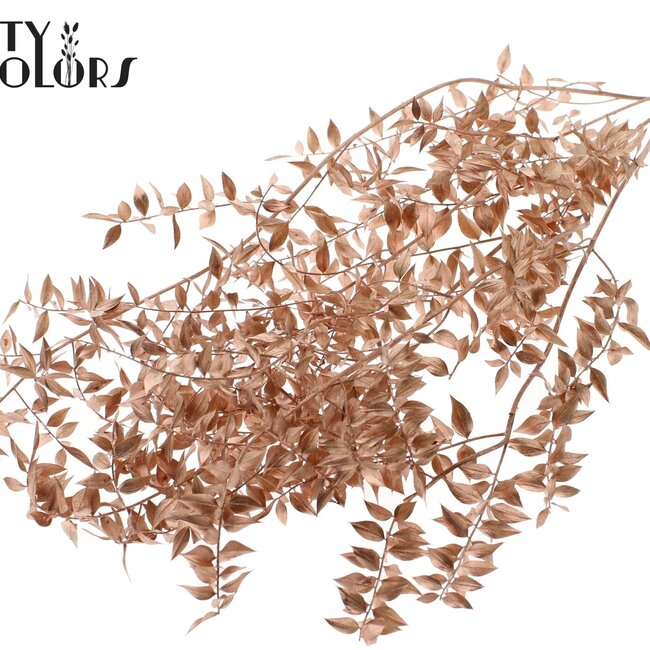 Dried Ruscus | Colour: Copper | Ruscus Dried Flowers | Length ± 70 centimetres | 10 stems per bunch | Per bunch