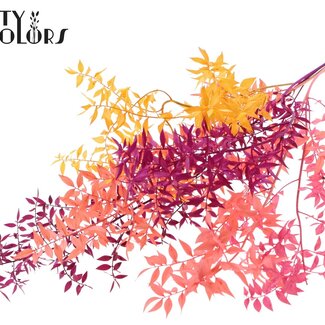 QC Getrockneter Ruscus | Mix 1 | Farbe: Gemischte Farben | Ruscus Trockenblumen | Länge ± 70 Zentimeter | 10 Zweige pro Bund | Pro Bund