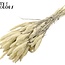 Dried Setaria | Colour: White Bleached | Setaria dried flowers | Length ± 70 centimetres | Weight 210 grams | Per bunch