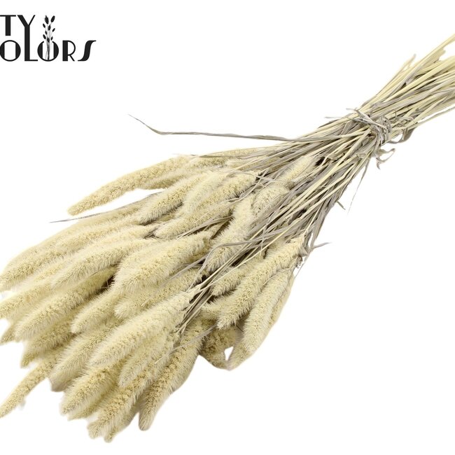 Dried Setaria | Colour: White Bleached | Setaria dried flowers | Length ± 70 centimetres | Weight 210 grams | Per bunch