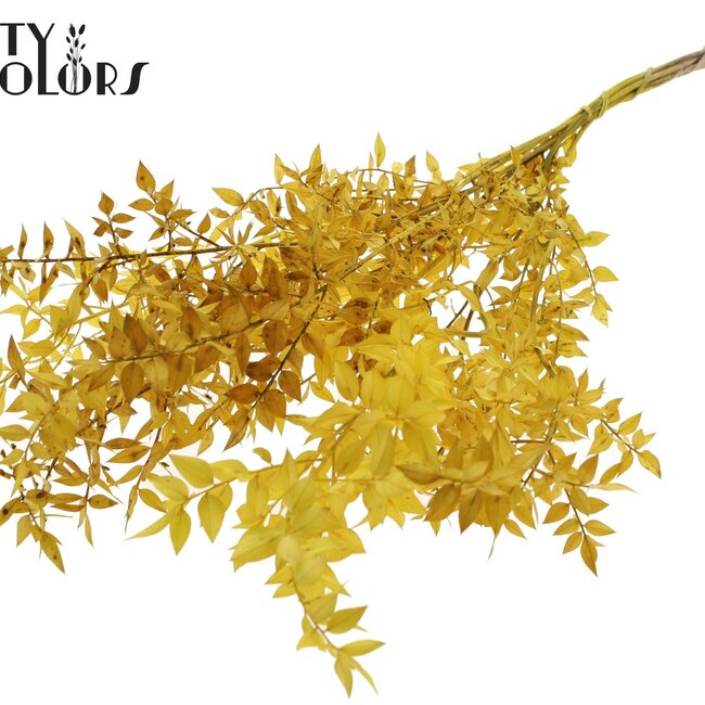 Ruscus séché | Couleur : Jaune | Fleurs séchées de Ruscus | Longueur ± 70 centimètres | 10 branches par bouquet | Par bouquet