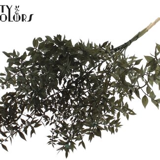 QC Ruscus séché | Couleur : Noir | Fleurs séchées de Ruscus | Longueur ± 70 centimètres | 10 tiges par bouquet | Par bouquet