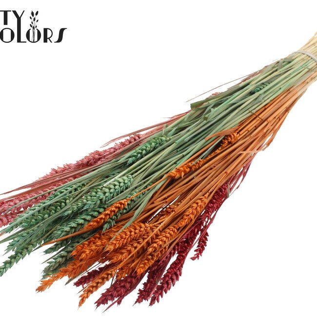 Sun-Bleached Wheat | Summer Sorbet | Colour: Mixed Colours | Triticum Dried Flowers | Length ± 60 centimetres | Weight 220 grams | Per bunch