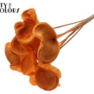 QC Badam am Stiel | Farbe: Intensives Orange | Länge des Steckers ± 50 Zentimeter | Pro 10 Stiele