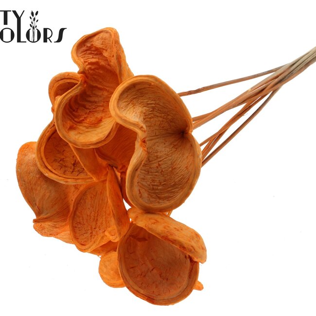 Badam op steel | Kleur: Intens Oranje | Lengte bijsteker ± 50 centimeter | Per 10 stelen
