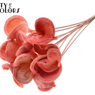 QC Almond on stem | Colour: Coral | Length of stick ± 50 centimetres | Per 10 stems