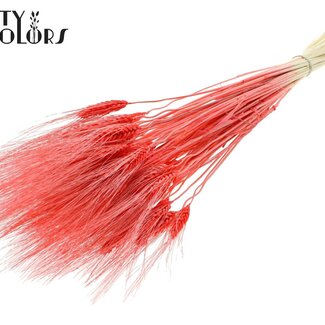 QC Gedroogde Baardtarwe | Kleur: Intens Koraalkleurig | Triticum Beard Droogbloemen | Lengte ± 70 centimeter | Per bos
