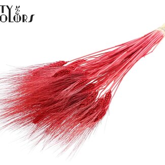 QC Blé Barbu Séché | Couleur : Rouge Intense | Triticum Barbu Fleurs Séchées | Longueur ± 70 centimètres | Par bouquet