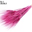 Blé Barbu Séché | Couleur : Lilas Intense | Triticum Barbu Fleurs Séchées | Longueur ± 70 centimètres | Par bouquet