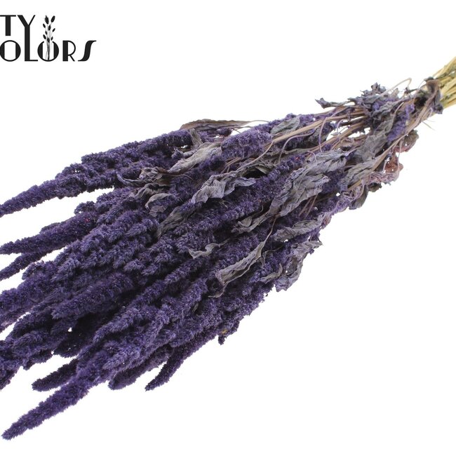Dried Amaranthus | Colour: Milka Purple | Cat Tail Dried Flowers | Length ± 60 centimetres | Per bunch