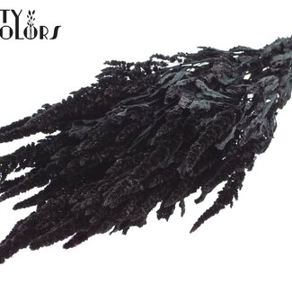 QC Dried Amaranthus | Colour: Black | Cat's Tail Dried Flowers | Length ± 60 centimetres | Per bunch