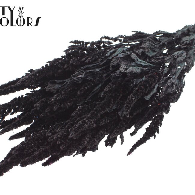 Gedroogde Amaranthus | Kleur: Zwart | Kattenstaart Droogbloemen | Lengte ± 60 centimeter | Per bos