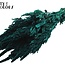 Gedroogde Amaranthus | Kleur: Turquoise | Kattenstaart Droogbloemen | Lengte ± 60 centimeter | Per bos