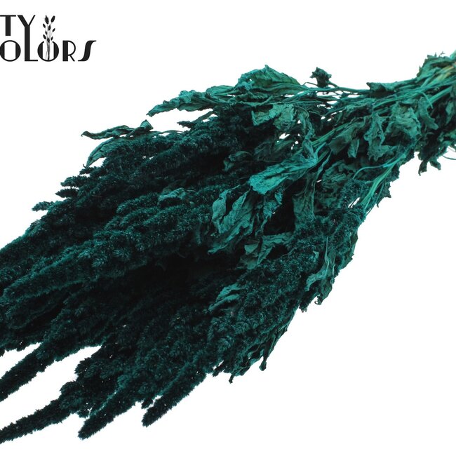 Dried Amaranthus | Colour: Turquoise | Cat's Tail Dried Flowers | Length ± 60 centimetres | Per bunch
