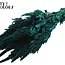 Gedroogde Amaranthus | Kleur: Turquoise | Kattenstaart Droogbloemen | Lengte ± 60 centimeter | Per bos