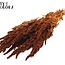 Gedroogde Amaranthus | Kleur: Terracotta | Kattenstaart Droogbloemen | Lengte ± 60 centimeter | Per bos