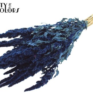 QC Gedroogde Amaranthus | Kleur: Blauw | Kattenstaart Droogbloemen | Lengte ± 60 centimeter | Per bos
