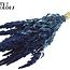 Dried Amaranthus | Colour: Blue | Cat's Tail Dried Flowers | Length ± 60 centimetres | Per bunch