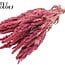 Dried Amaranthus | Colour: Pink | Cat's Tail Dried Flowers | Length ± 60 centimetres | Per bunch