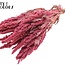 Gedroogde Amaranthus | Kleur: Roze | Kattenstaart Droogbloemen | Lengte ± 60 centimeter | Per bos