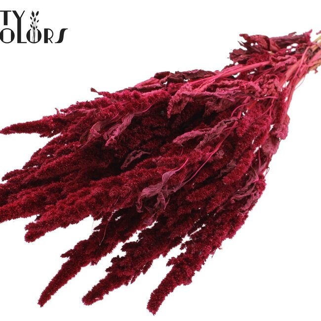Getrockneter Amaranthus | Farbe: Kirschrot | Katzenpfötchen Trockenblumen | Länge ± 60 Zentimeter | Pro Bund
