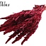 Gedroogde Amaranthus | Kleur: Kerskleurig | Kattenstaart Droogbloemen | Lengte ± 60 centimeter | Per bos