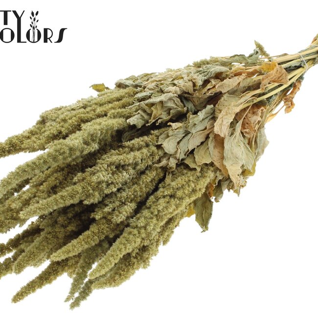 Gedroogde Amaranthus | Kleur: Naturel Groen | Kattenstaart Droogbloemen | Lengte ± 60 centimeter | Per bos