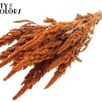 QC Amaranthus séché | Couleur : Saumon | Fleurs séchées Queue de chat | Longueur ± 60 centimètres | Par bouquet