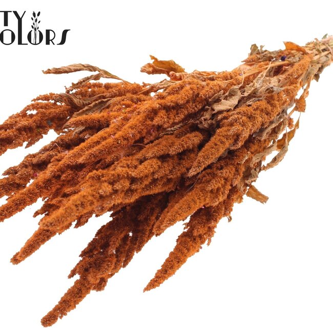 Gedroogde Amaranthus | Kleur: Zalmkleurig | Kattenstaart Droogbloemen | Lengte ± 60 centimeter | Per bos
